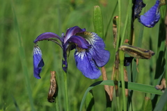 Iris sanguinea