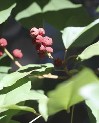 Mallotus philippensis