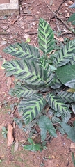 Goeppertia lietzei, photograph Marcio Santos Ferreira, CC BY, iNaturalist via GBIF