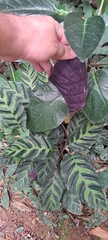 Goeppertia lietzei, photograph Marcio Santos Ferreira, CC BY, iNaturalist via GBIF