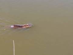 Myocastor coypus