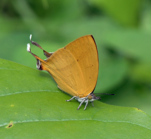 Common Yamfly