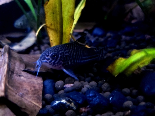 Threestripe corydoras (Corydoras trilineatus) — Callichthyidae — 4
