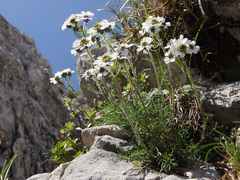 Achillea atrata