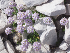 Noccaea rotundifolia