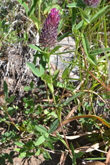 Trifolium rubens