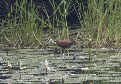 African Jacana