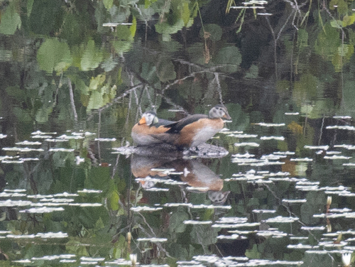 African Pygmy-Goose