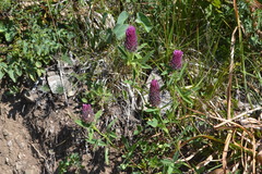 Trifolium rubens