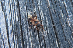 Scolopostethus affinis