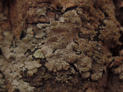 Hypotrachyna showmanii