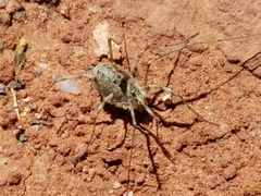Protolophus