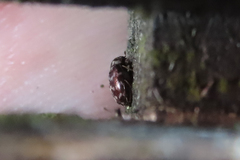 Anthrenocerus australis