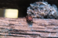 Anthrenocerus australis