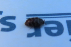 Anthrenocerus australis