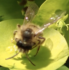 Andrena flavipes