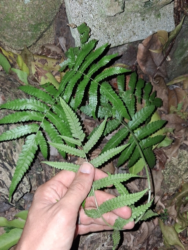 Goniopteris tetragona, 2026-05-14