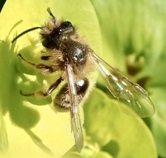 Andrena flavipes