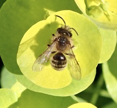 Andrena flavipes