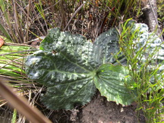 Lichtensteinia latifolia