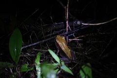 Clinotarsus curtipes