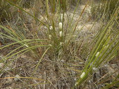 Lomandra leucocephala