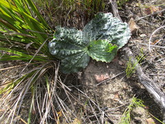 Lichtensteinia latifolia