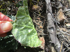 Lichtensteinia latifolia