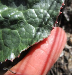 Lichtensteinia latifolia