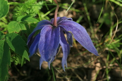 Clematis macropetala