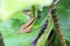 Indosylvirana aurantiaca