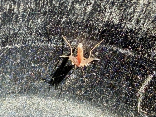 iNaturalist observation photo of Mosquitoes and Midges