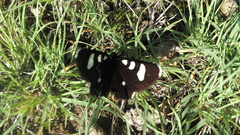 Alypiodes bimaculata