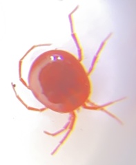 Hydryphantoidea