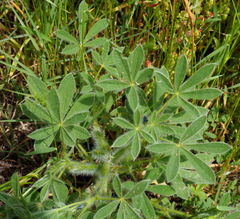 Lupinus micranthus
