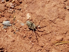 Protolophus