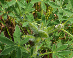 Lupinus micranthus