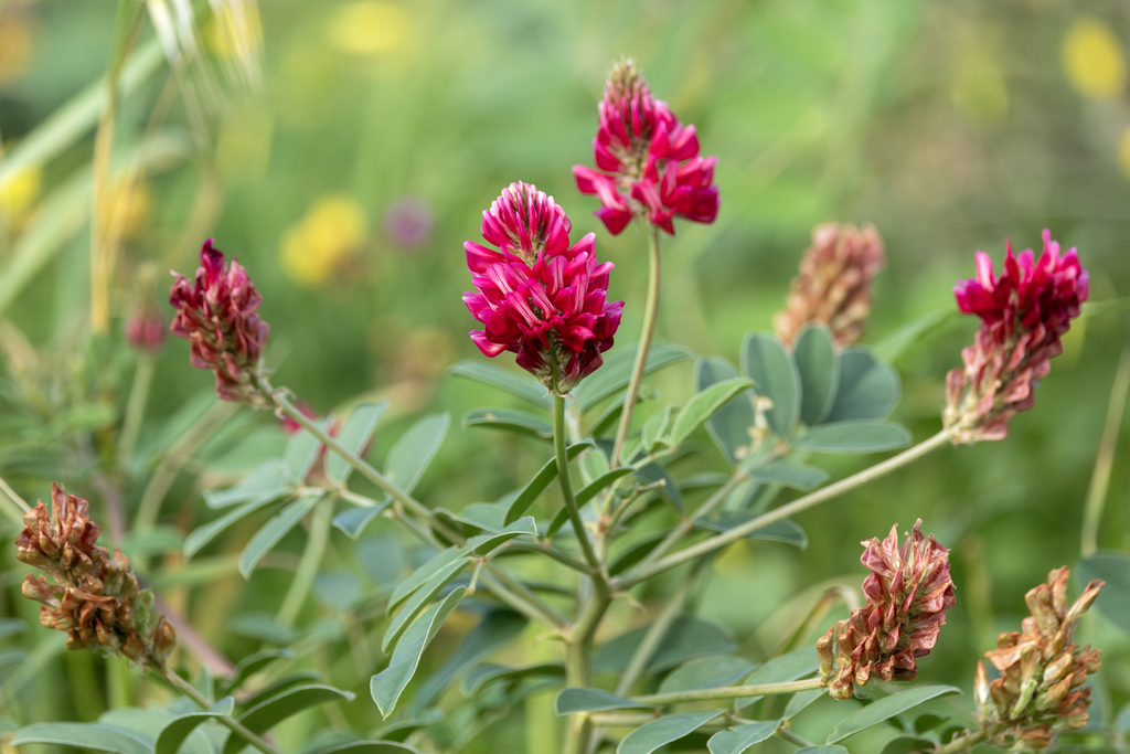 French Honeysuckle