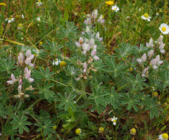 Lupinus palaestinus