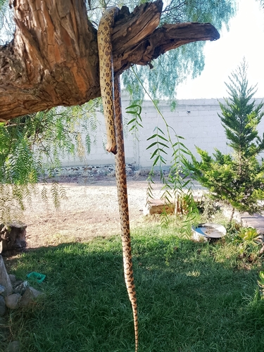 Mexican Bull Snake