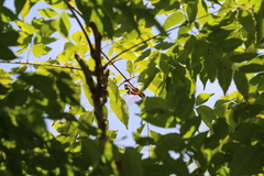Tramea transmarina euryale