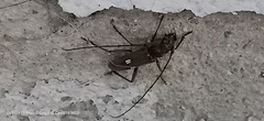 Gnatholea eburifera
