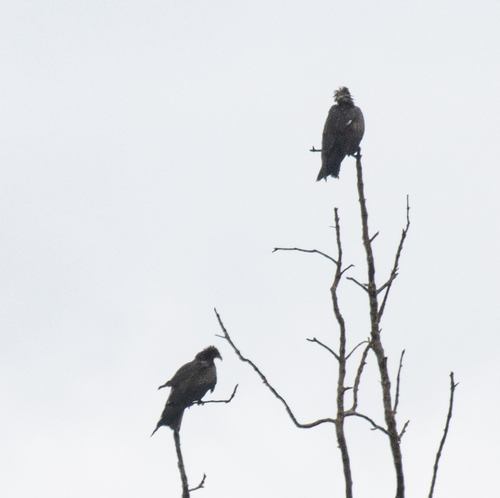 Black Kite