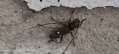 Gnatholea eburifera