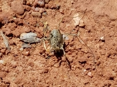 Protolophus