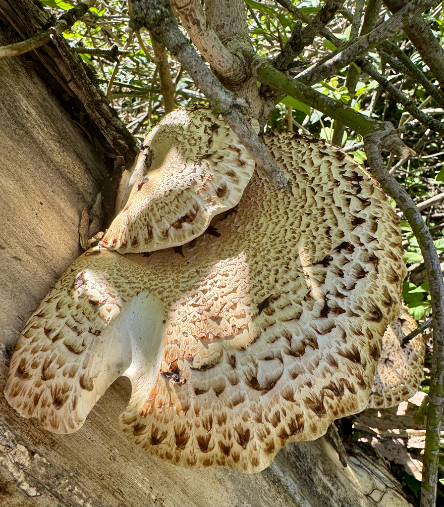 Dryad's Saddle · May 2026 · photo: Photo: (c) sofi v, some rights reserved (CC BY) · iNaturalist