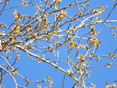 Populus nigra