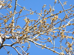 Populus nigra