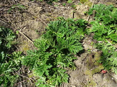 Heracleum mantegazzianum