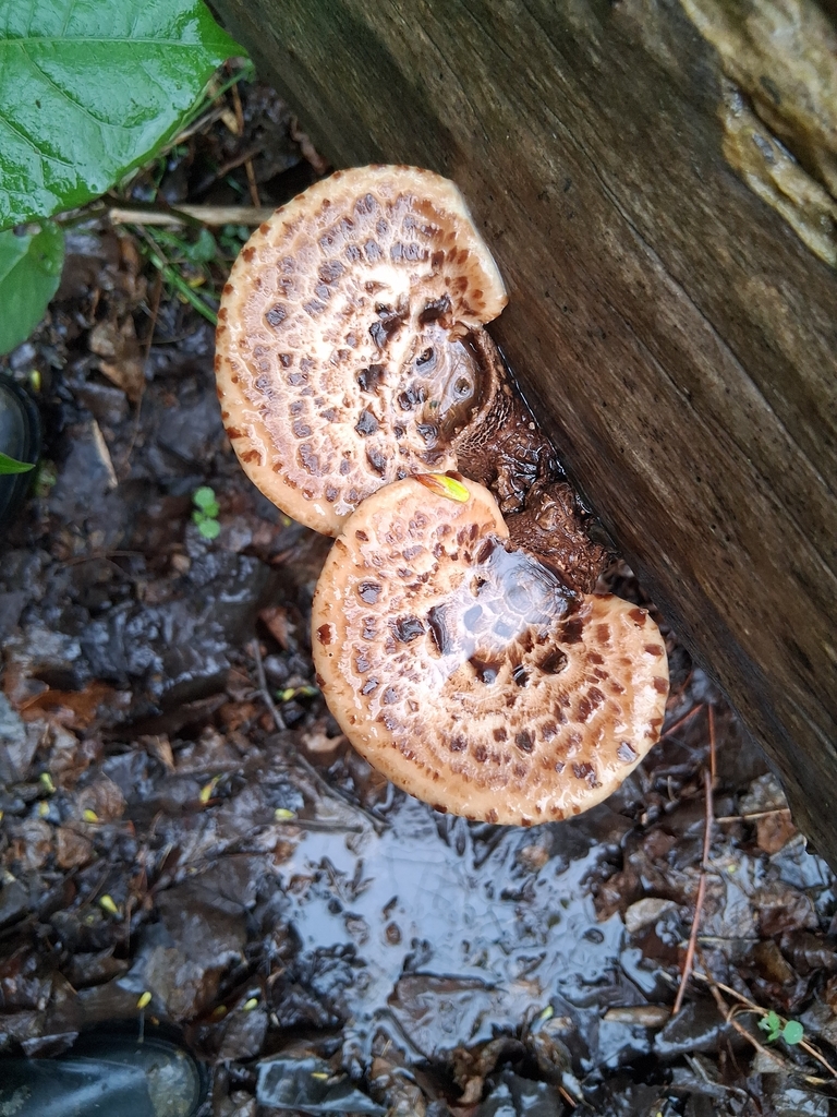 Dryad's Saddle · May 2026 · photo: Photo: (c) Mark Apgar, some rights reserved (CC BY) · iNaturalist